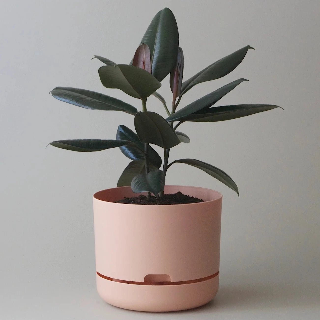 POTS + PLANTERS - Preston Apothecary