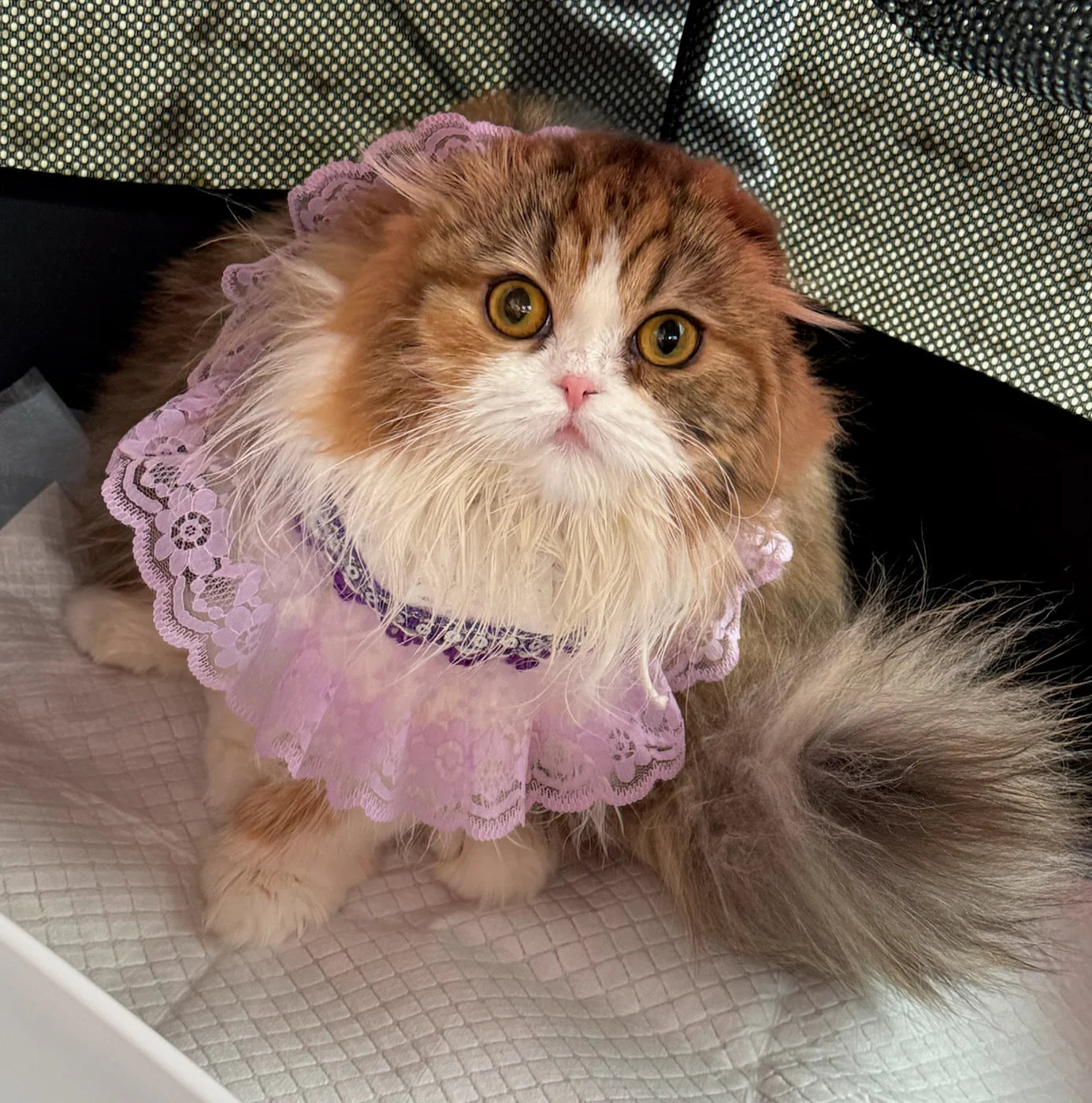 LE PUZZ - ME-ow Time