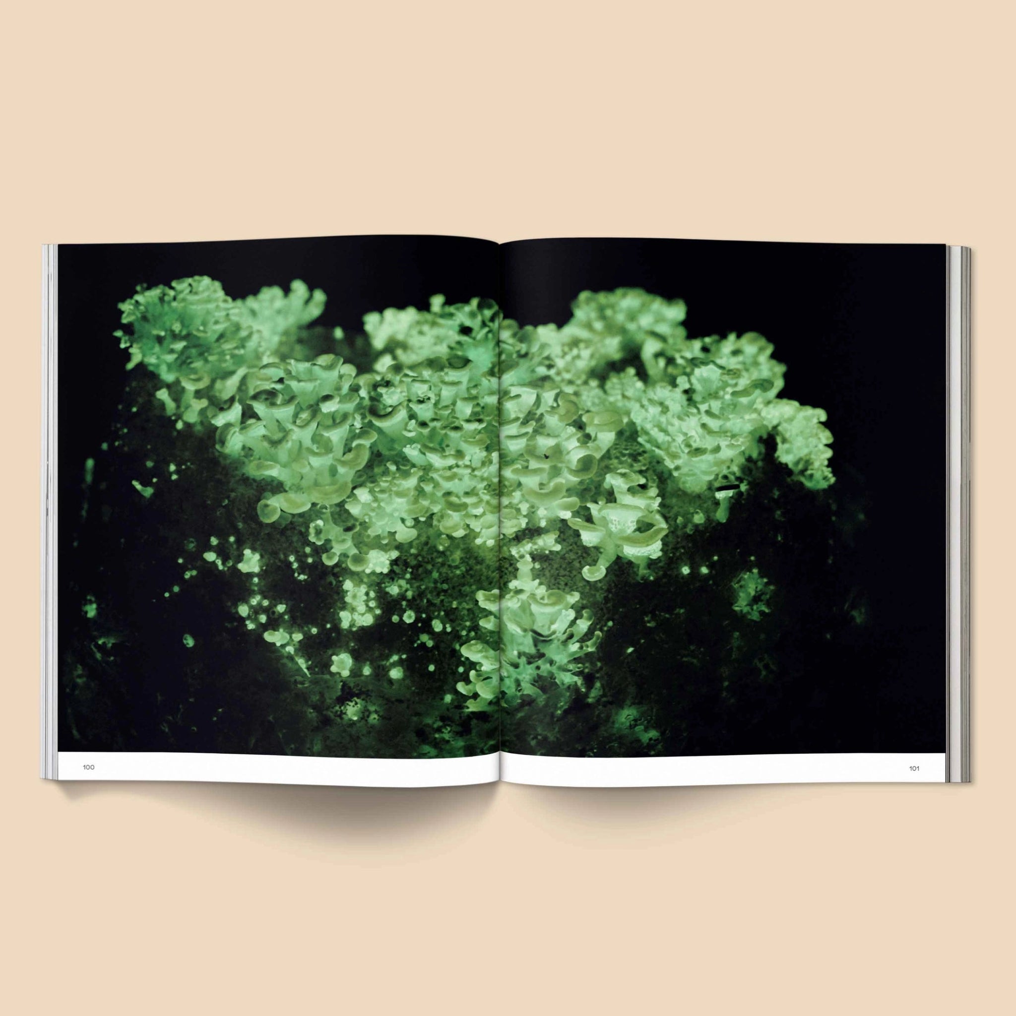 BROCCOLI MAGAZINE- Spores: Magical Mushroom Photography Book